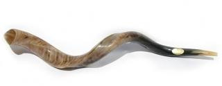 Yemenite Shofars - Extra Large Yemenite Polished Shofar 40&quot;-41&quot;