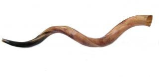 Yemenite Shofars - Jumbo Yemenite Polished Shofar 45-46&quot;