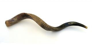 Yemenite Shofars - Medium Yemenite Shofar - Half Polished Half Natural 26&quot;-28&quot;