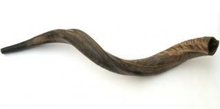 Yemenite Shofars - Medium Yemenite Shofar - Natural 26&quot;-28&quot;