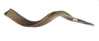 Yemenite Shofars - Large Yemenite Natural Shofar 34&quot;-36&quot;