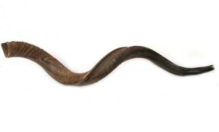 Yemenite Shofars - Extra Large Yemenite Natural Shofar 40&quot;-41&quot;