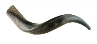 Yemenite Shofars - Small Yemenite Shofar - Half Polished Half Natural 21&quot;-22&quot;