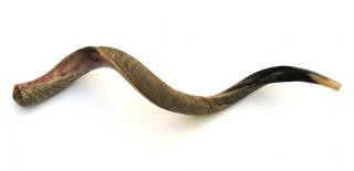 Yemenite Shofars - Extra Large Yemenite Shofar - Half Polished Half Natural 40&quot;-41&quot;