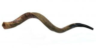 Yemenite Shofars - Jumbo Yemenite Shofar - Half Polished Half Natural 45&quot;-46&quot;