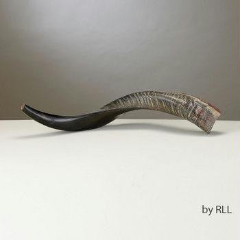 Yemenite Shofars - Yemenite Shofar - 50 cm