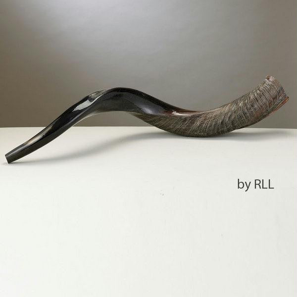 Yemenite Shofars - Yemenite Shofar - 70 cm-25.5 in