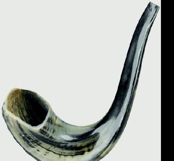 Jewish New Year - Rosh HaShana - Shofar extra large (16-18 inches)